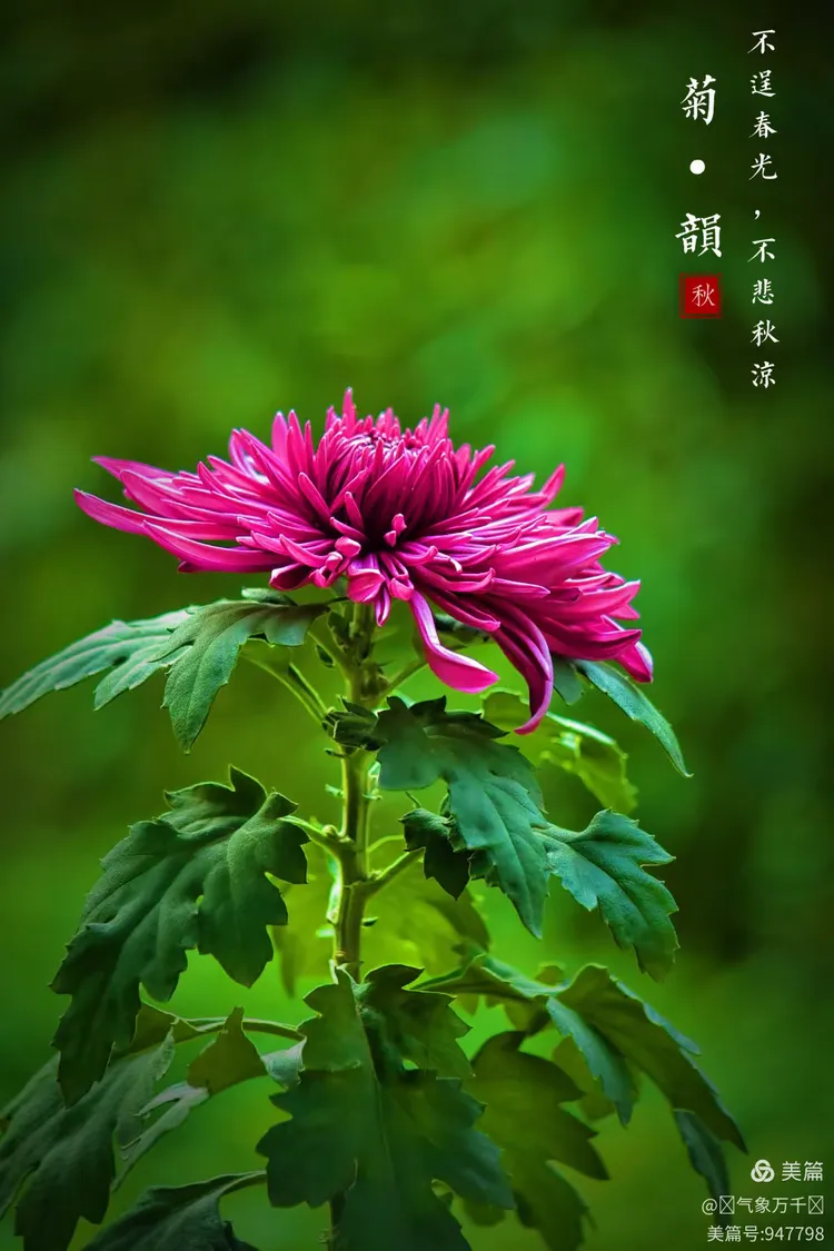 秋菊能傲霜,风霜重重恶